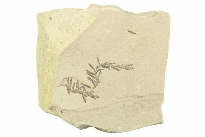Shale With Dawn Redwood (Metasequoia) Fossils - Montana #356496